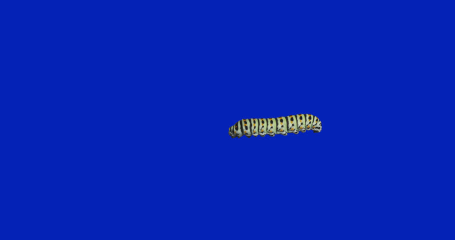 Caterpillar on bluescreen chroma key. Caterpillar walking across frame. 59.96 fps for slow motion option. Alpha Matte included. Isolated background.