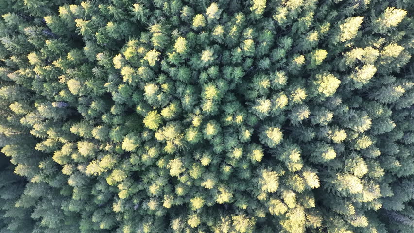 Sunlight illuminates a healthy Oregon forest in Mount Hood National Forest. The Pacific Northwest region is known for its vast forest resources.