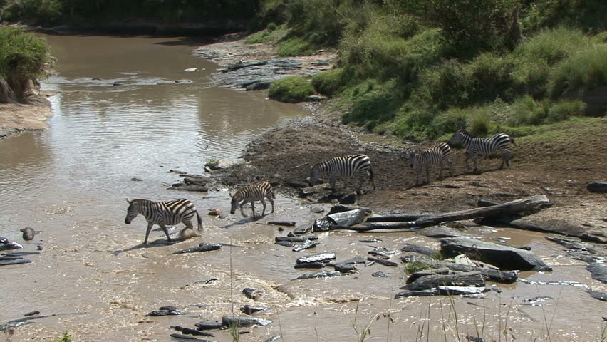 Zebra cross a river in the Masai Mara - Kenya, Africa.  