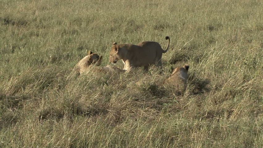 Two sub adult lions romp and play in the Masai Mara - Kenya, Africa.   