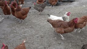 High quality video of rooster and free range chickens in real 1080p slow motion 250fps