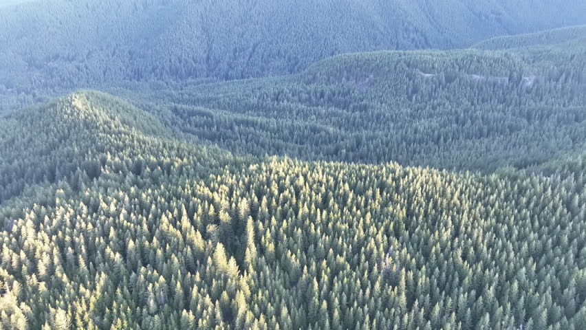 Sunlight illuminates a healthy Oregon forest in Mount Hood National Forest. The Pacific Northwest region is known for its vast forest resources.