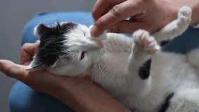 Closeup of male hands wiping eyes of sick cat with medical cotton swab. Treatment and care of eyes of cats. Veterinarian or owner wipes cat eyes. Causes of lacrimation in cats and treatment, slowmo. - Powered by Shutterstock - Get 15% off with code: PIKWIZARD15