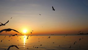 Seagulls fly beautifully and sunset Video