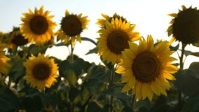 Sunflowers close-up. Beautiful sunny summer background. Sunflower cultivation for oil production. seeds. Agricultural field in summer. Sunflower flower in bright sunlight. Natural beauty, inspiration - Powered by Shutterstock - Get 15% off with code: PIKWIZARD15