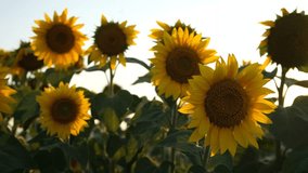 Sunflowers close-up. Beautiful sunny summer background. Sunflower cultivation for oil production. seeds. Agricultural field in summer. Sunflower flower in bright sunlight. Natural beauty, inspiration