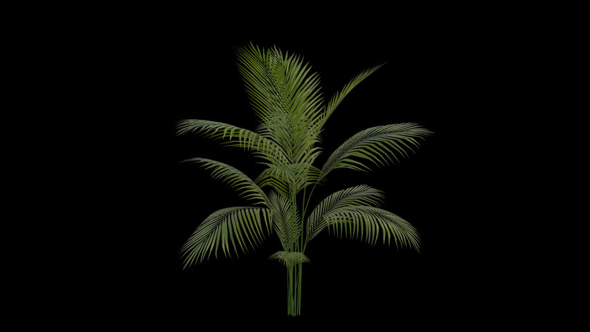 Areca Palm Plant blowing in the wind. Wind blows the Areca Nut Palm Plant. Animated Betel Tree swaying in the wind with Transparent Background. Alpha Channel. Loop Animation
