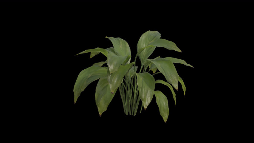 Spathiphyllum Plant blowing in the wind. Wind blows the Peace Lily Plant. Animated Plant swaying in the wind with Transparent Background. Alpha Channel. Loop Animation