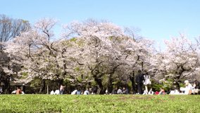 TOKYO, JAPAN - APRIL 2024 : View of cherry blossoms and people at the park. Japanese spring season and nature concept video. Slow motion shot.
