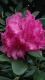A close up of a pink flower Rhododendron with the word micros on it. Vertical mobile video. sstkvertical.