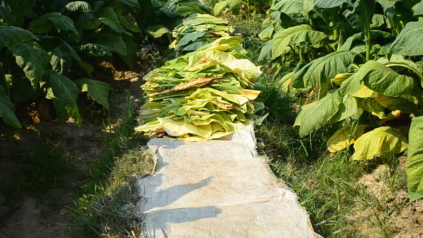Farmer harvest tobacco leaf in farm plant