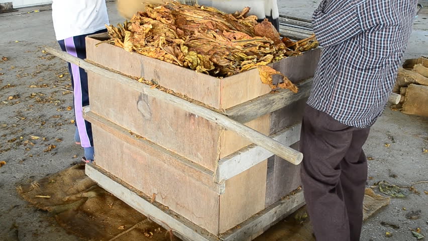 Dry tobacco leaf pack to factory
