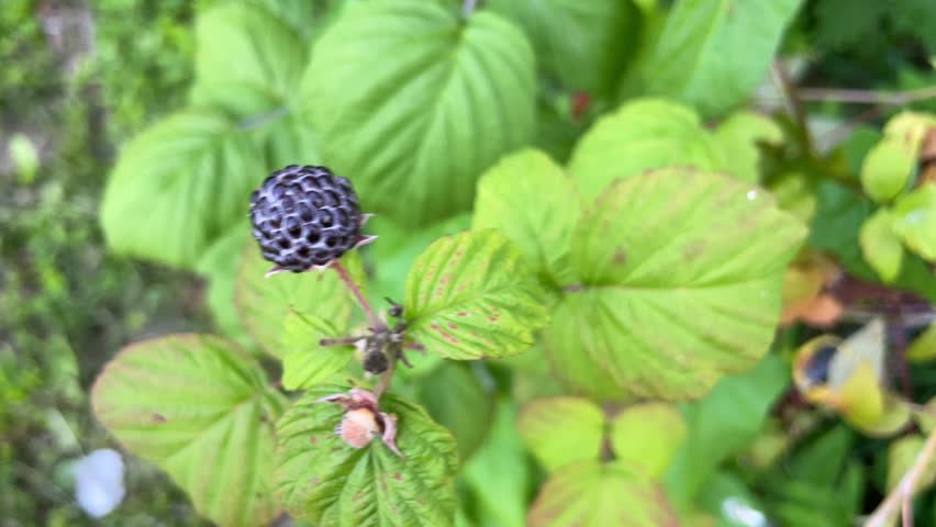 Blackberries ripen on a lush bush. Red and black forest berries. Vitamins from nature.