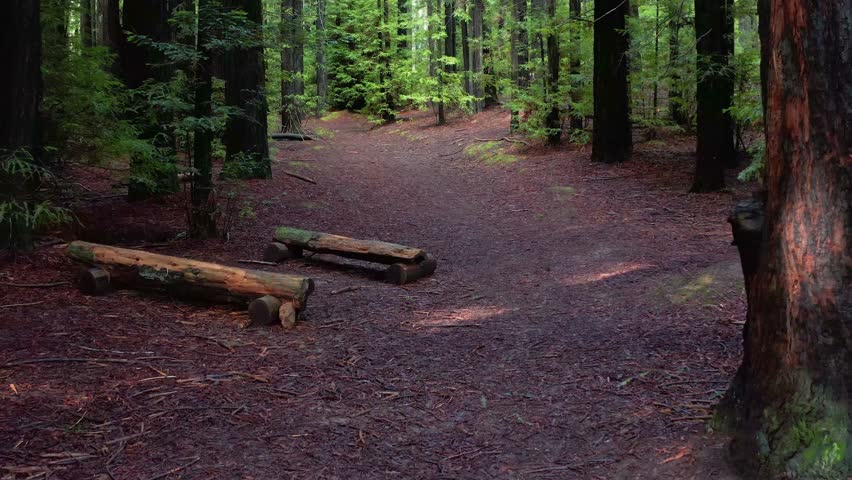 forest magic walk through nature