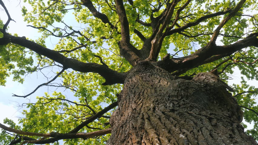 The low angle shot accentuates the splendor of the hundred-year-old oak tree.