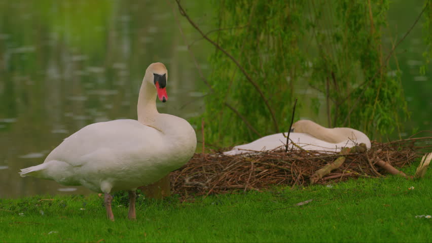Couple of swans on a nest in spring in a beautiful park near a lake