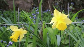 Footage clips taken at the garden, spring flowers, daffodils, tulips, and a cute white-gray cat. Video with sound, soft breeze, dogs barking, countryside. 