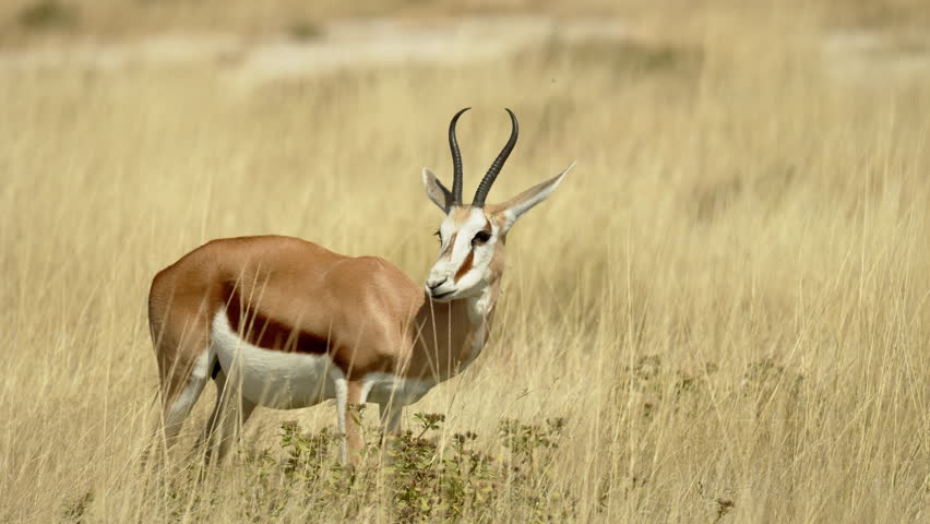 Impala lonely portrait in Namibia. Springbok Antelopes in Savannah During Sunny Day At Central Kalahari Game Reserve In Botswana. Closeup. Wild mammal animals of Africa concept. Safari tourism