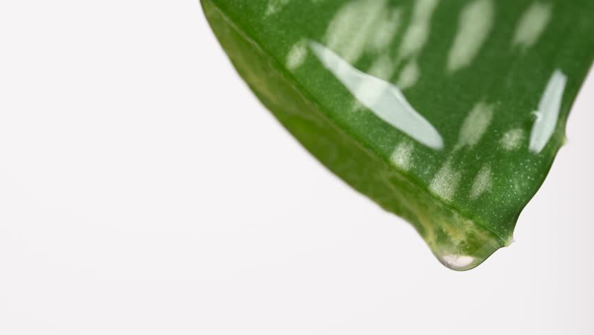 Aloe juice drips from the leaf, macro. Aloe vera leaf on white background, close-up. Concept for natural cosmetics for skin care. Getting an extract from leaves of Aloe vera.