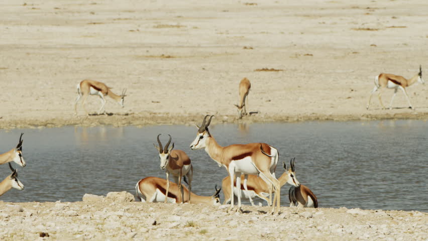 Impala herd drinking water in river, Namibia. Springbok Antelopes in Savannah During Sunny Day At Central Kalahari Game Reserve In Botswana. Wild mammal animals of Africa concept. Safari tourism
