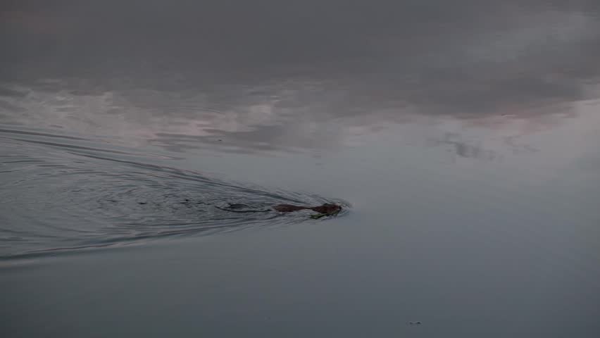 Aquatic animal Muskrat swims in a lake or pond with grass in its mouth.