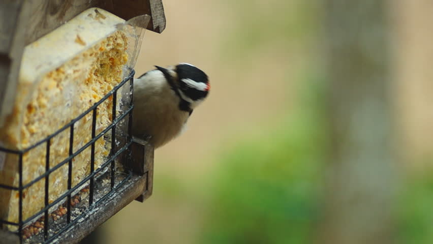 Brown Songbird attacks Downy Woodpecker at bird feeder