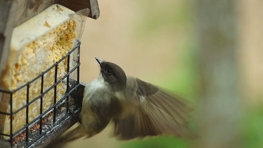 Brown Songbird feeding at winter bird feeder