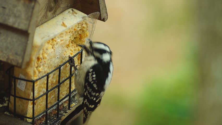Downy Woodpecker female feeding in winter, smallest Woodpecker species