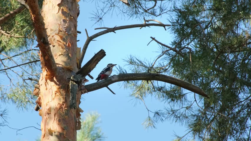 Great spotted woodpecker male bird sitting on the branch in pine forest looking for food. Dendrocopos major - medium-sized woodpecker with pied black and white plumage and a red patch on lower belly