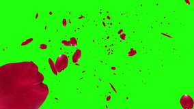 Rose Flowers flying Trails Green Screen background stock video. - Powered by Shutterstock - Get 15% off with code: PIKWIZARD15