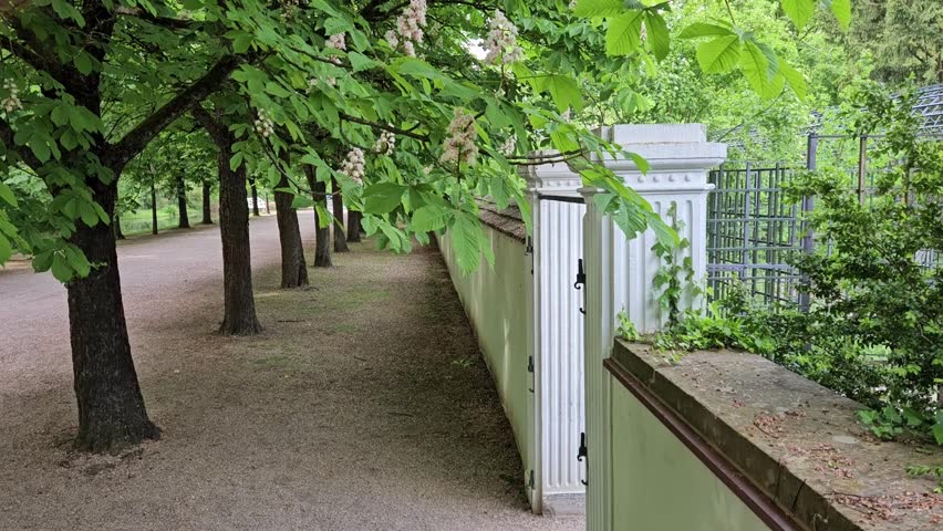 Static shot of tree line next to beautiful white gate in wild garden.