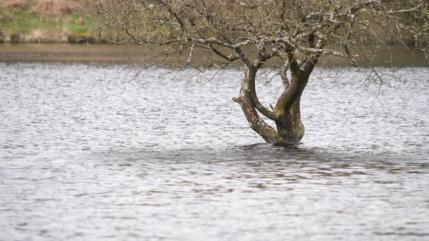 Submerged tree amid the rippling waters of a Fernworthy Reservoir in Dartmoor National Park, Devon, England.