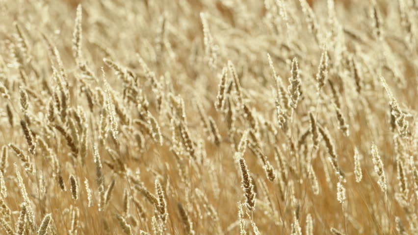 Wheat field, ears of wheat swaying from the gentle wind. Golden ears are slowly swaying in the wind close-up. View of ripening wheat field at summer day. Agriculture industry. Agriculture countryside Royalty-Free Stock Footage #3501347111