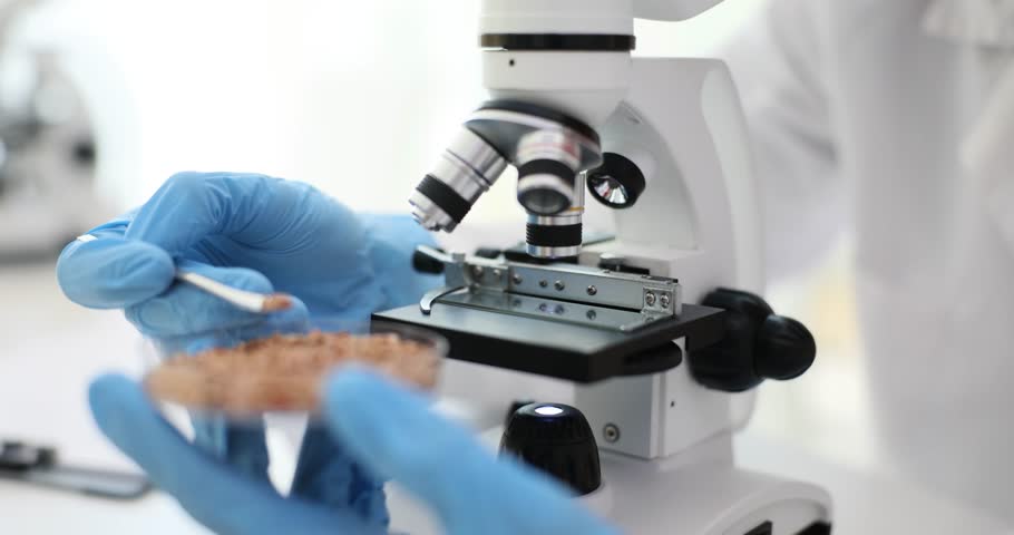 Scientist researcher takes buckwheat with spoon under microscope. Test buckwheat in lab