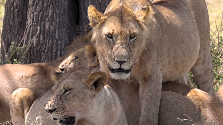 Lion pride in the Mara, Kenya, Africa. 