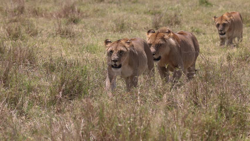 Lion pride in the Mara, Kenya, Africa. 