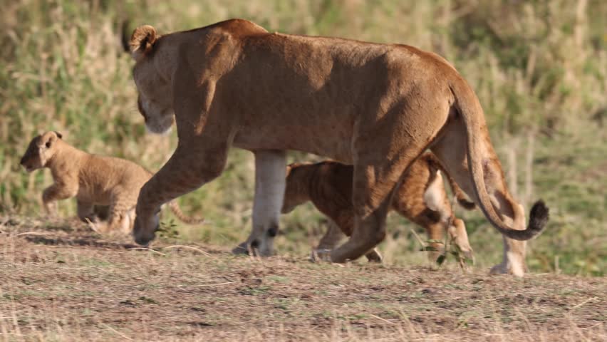 Lioness with cubs in the Mara, Kenya, Africa. 