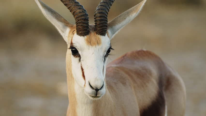 Impala lonely portrait in Namibia. Springbok Antelopes in Savannah During Sunny Day At Central Kalahari Game Reserve In Botswana. Closeup. Wild mammal animals of Africa concept. Safari tourism