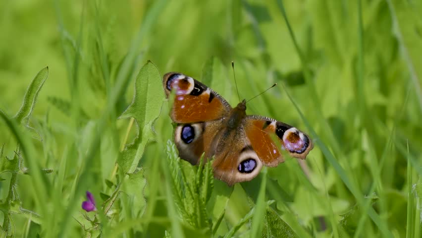 European peacock ( Aglais io ) resting wings open