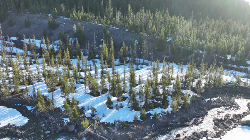 Sunlight illuminates a healthy Oregon forest in Mount Hood National Forest. The Pacific Northwest region is known for its vast forest resources.