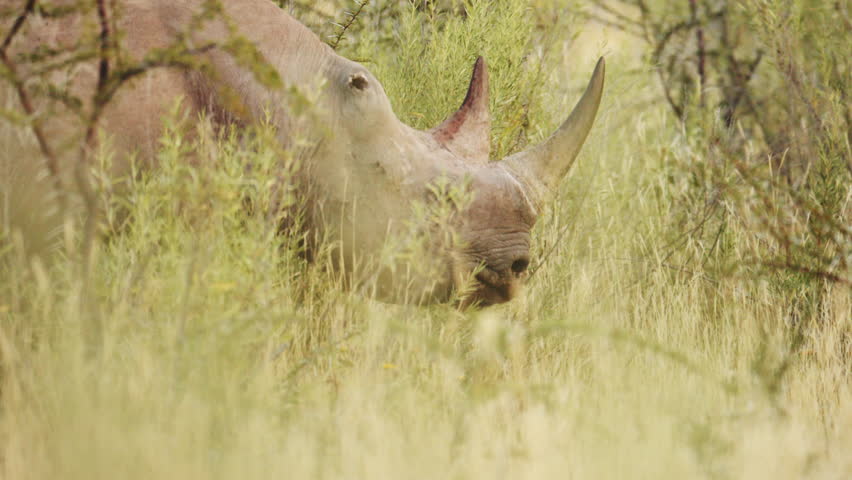 A low-angle medium close-up of rhinos walking through grass and trees. Rhino portrait in savannah. Wild animals of South Africa concept. Safari tourism. Wildlife of Tanzania. Serengeti national park