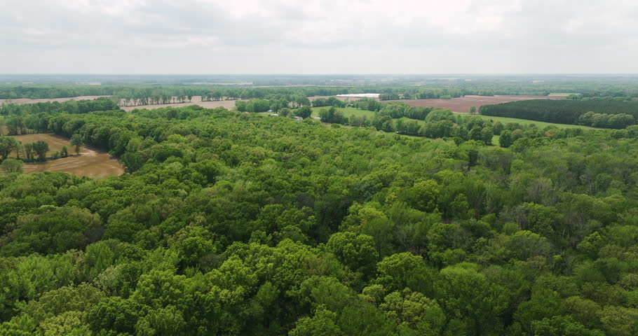 Big cypress tree state park, tennessee showcasing lush greenery and expansive landscape, aerial view