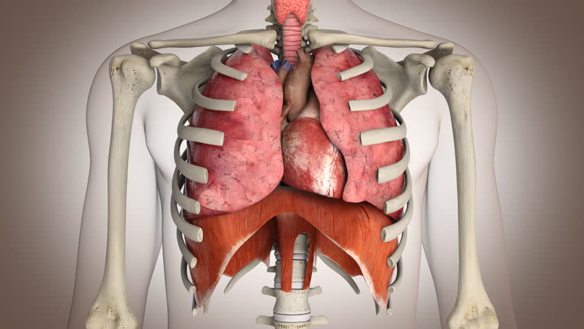 Human Internal Organs Action Loop Stock Footage Video 100 Royalty