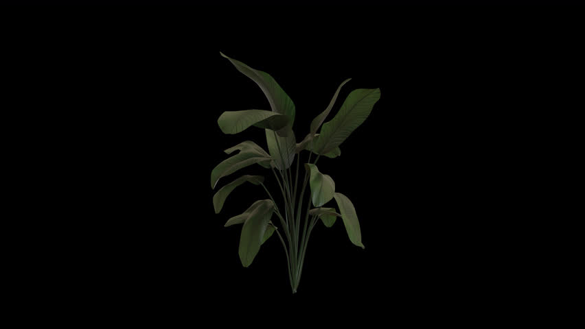 Wild Banana Plant blowing in the wind. Wind blows the Strelitzia Nicolai Plant. Animated Banana Plant swaying in the wind with Transparent Background. Alpha Channel. Loop Animation