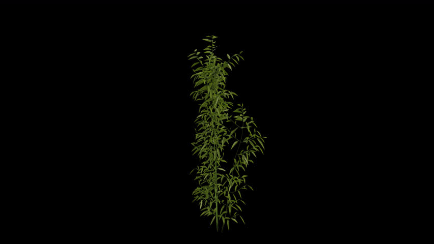 Bamboo Plant blowing in the wind. Wind blows the Bamboo Plant. Animated Plant swaying in the wind with Transparent Background. Alpha Channel. Loop Animation