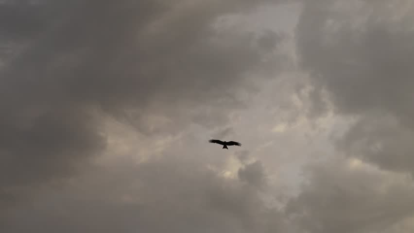 A black kite flying in the blue sky. The Red Kite (Milvus milvus) soars in the blue sky with wings fully extended. A kite eagle spreads its red wings and flies over the big lake in search of prey. 4K.