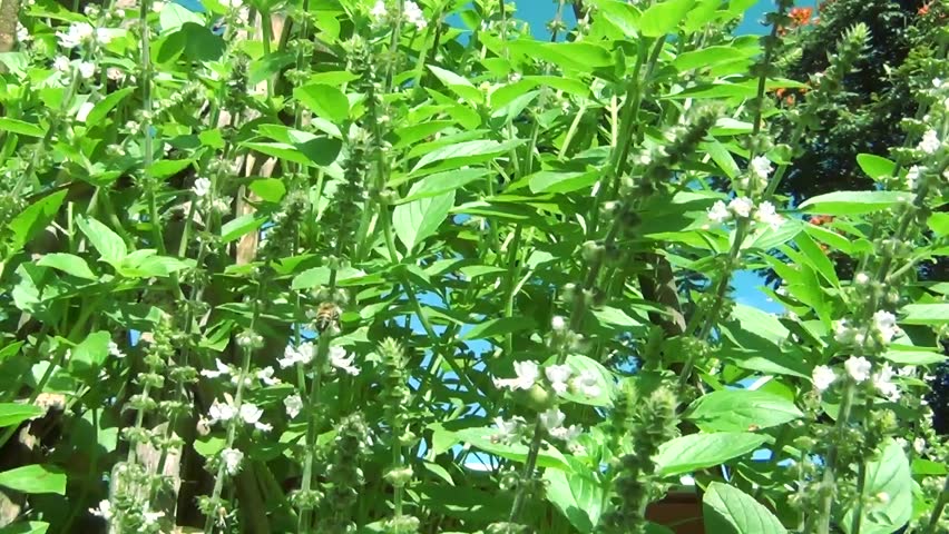 bees and insects flying and pollinating basil with blue sky, bee, flower, basil, bush, natue, insect, garden, polination, nature, balance, ecology, agriculture, horticulture