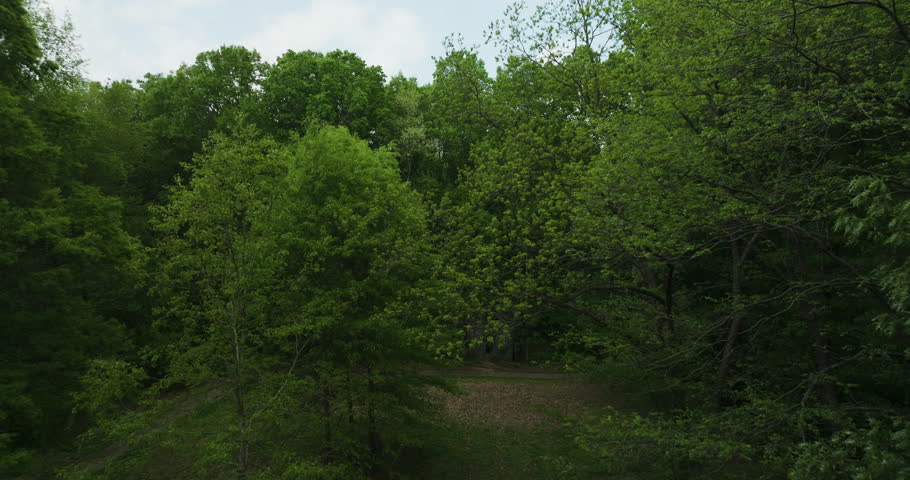 Green Foliage Of Trees On The Forest Trails In Big Cypress Tree State Park In Weakley County, Tennessee, USA. Aerial Shot