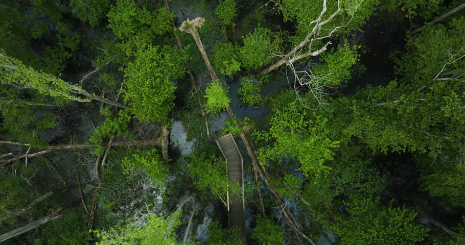 Fallen Trees Along Boardwalk Trails In Big Cypress Tree State Park, Weakley County, Tennessee, USA. Aerial Shot