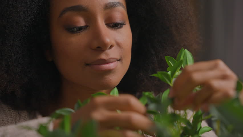 African American woman housewife girl smile plant care at home female gardener florist decorator planting small house garden looking at domestic flower green leaves foliage houseplant growth gardening Royalty-Free Stock Footage #3501572491